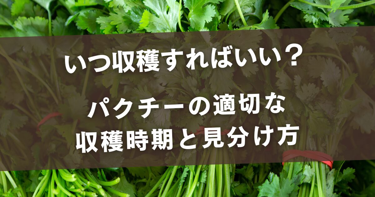 いつ収穫すればいい？パクチーの適切な収穫時期と見分け方