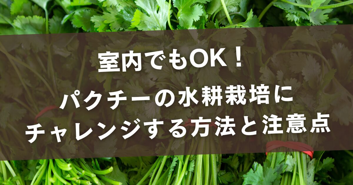 室内でもOK！パクチーの水耕栽培にチャレンジする方法と注意点