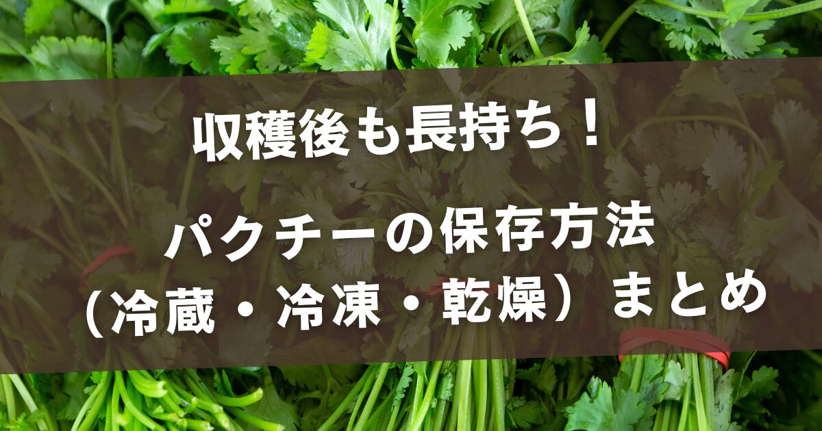 収穫後も長持ち！パクチーの保存方法（冷蔵・冷凍・乾燥）まとめ