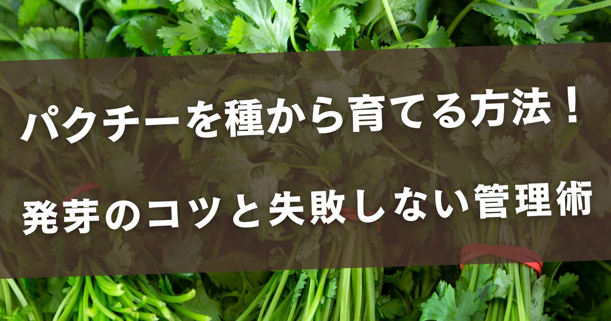 パクチーを種から育てる方法！発芽のコツと失敗しない管理術