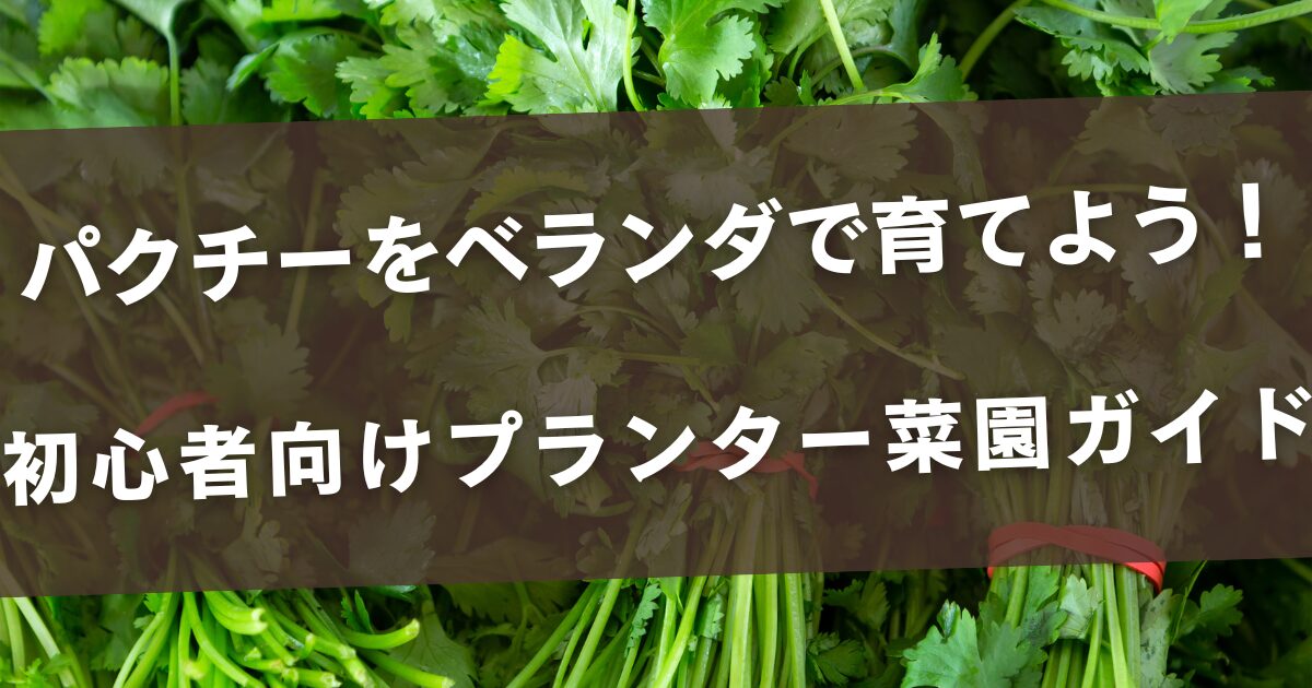 パクチーをベランダで育てよう！初心者向けプランター菜園ガイド